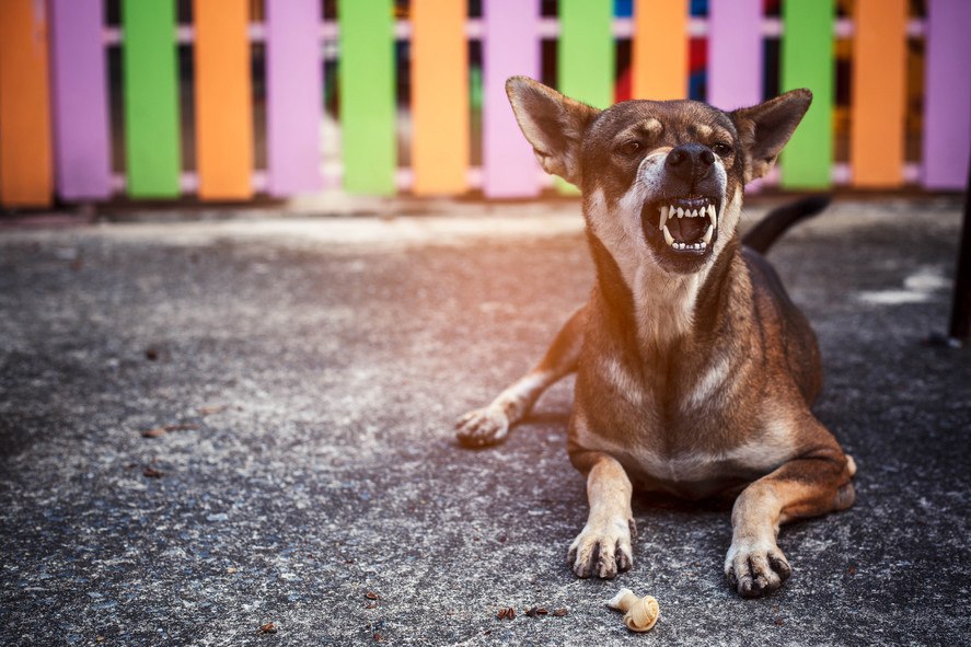 Kuzyk Law Helps Dog Bite Victims