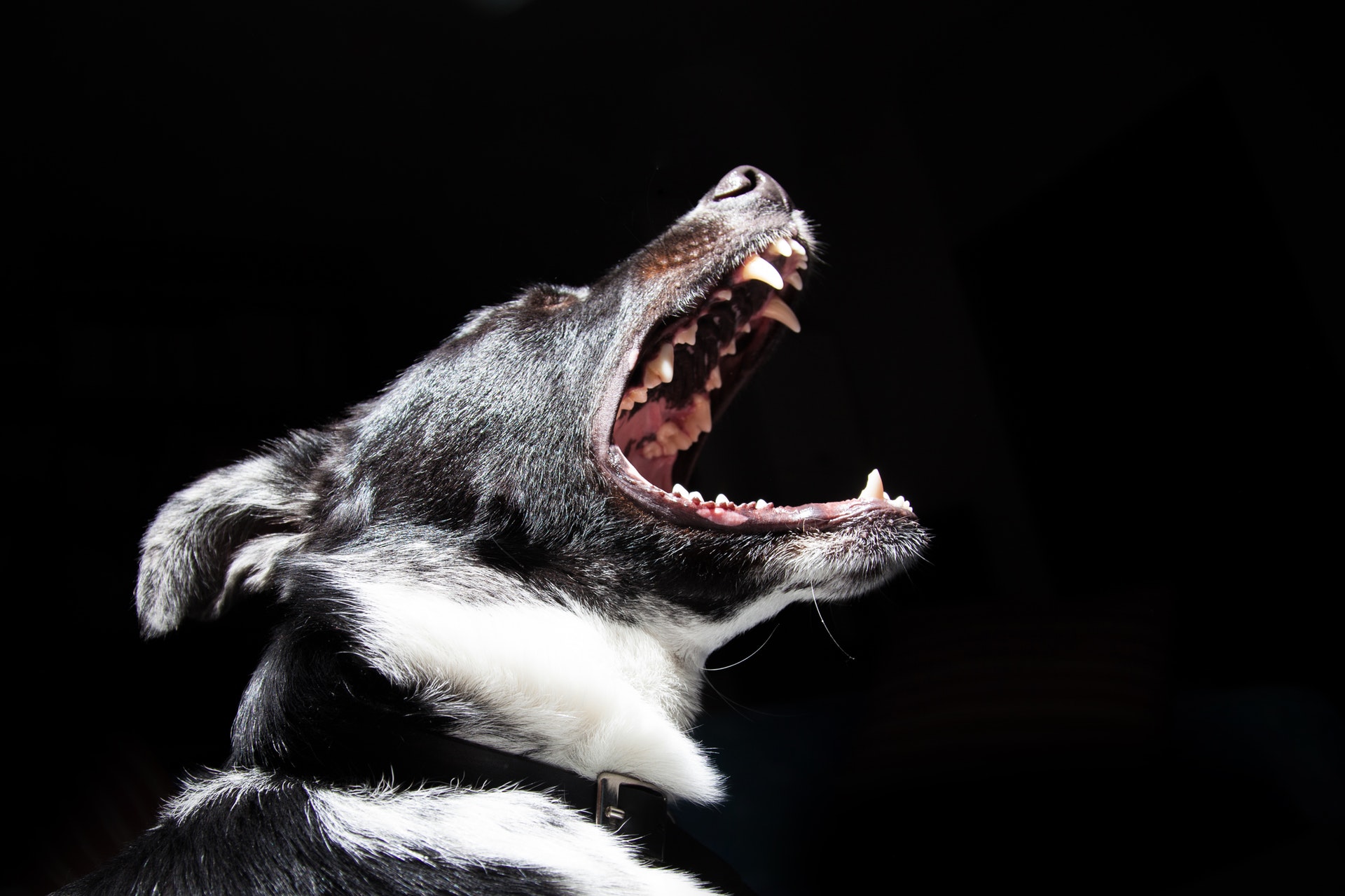 5 Reasons to Hire a Dog Bite Attorney