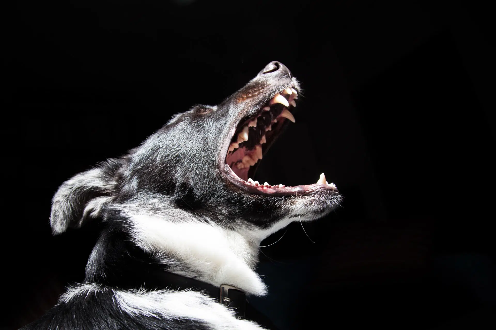 5 reasons to hire a dog bite attorney Image