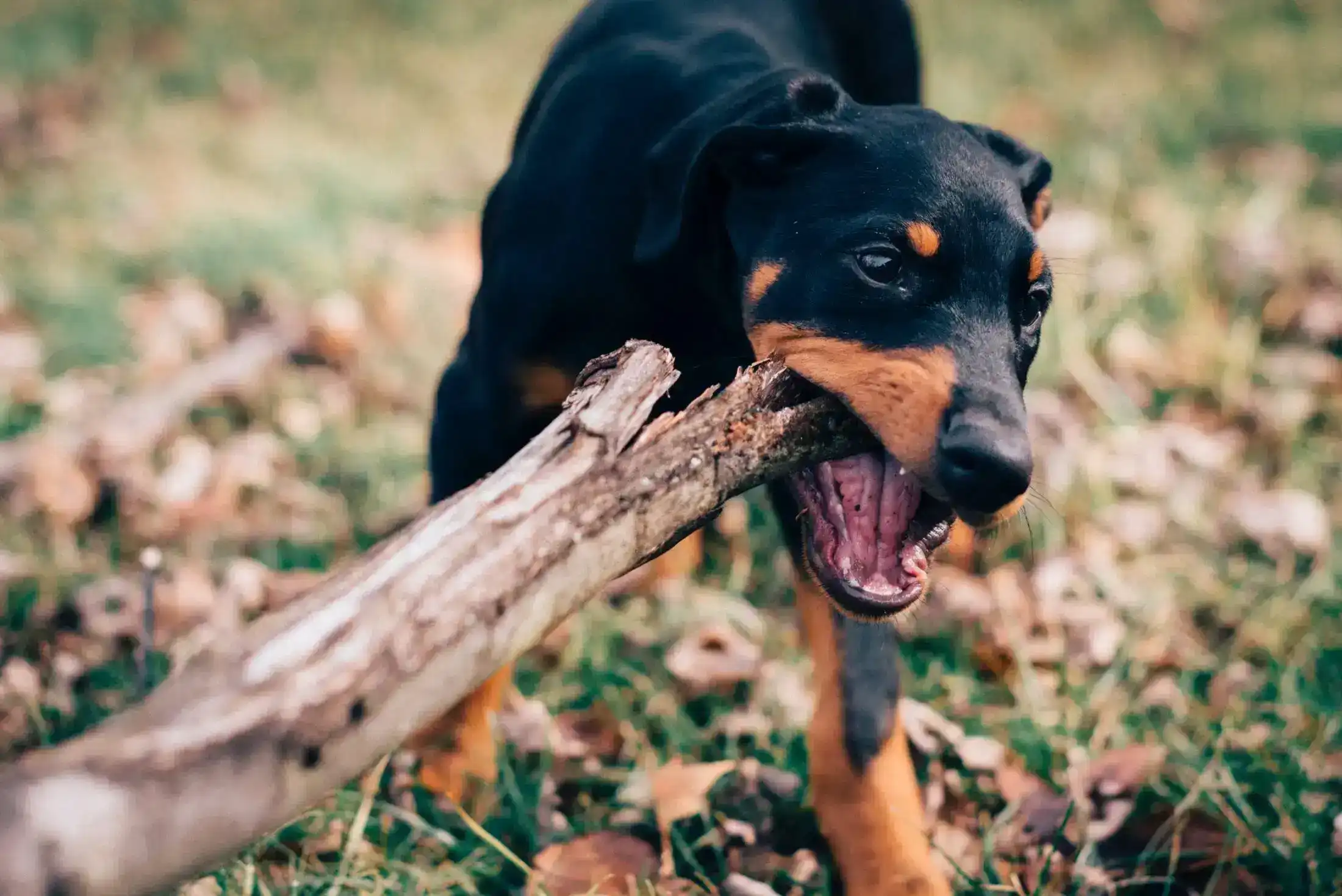 Why You Should Hire A Dog Bite Lawyer Image