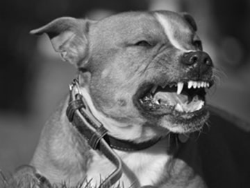 Dog Bite Lawyer