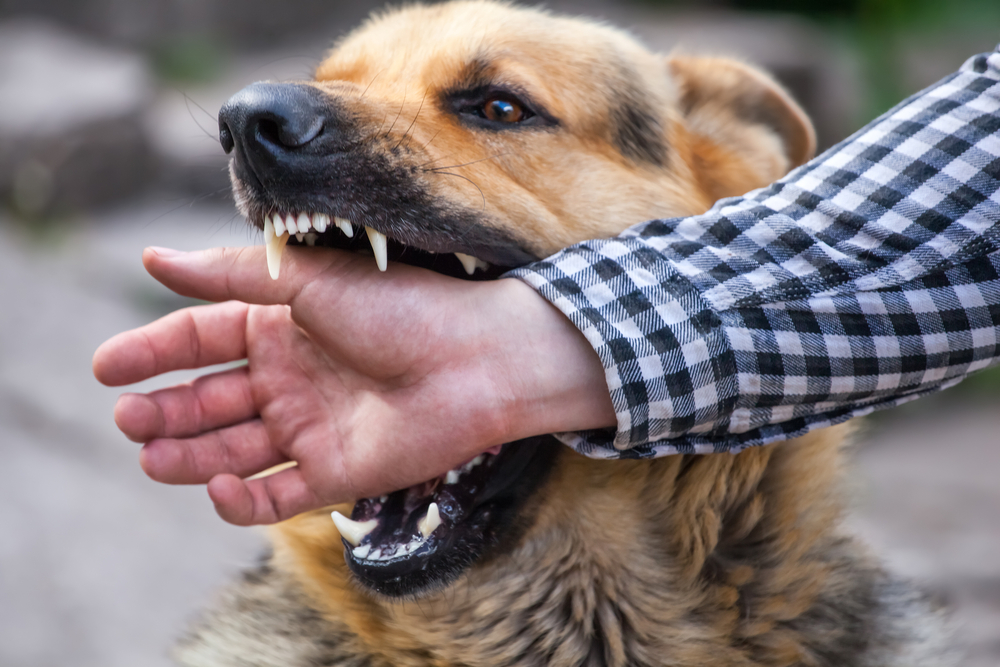 How Much Can I Sue For A Dog Bite In California?